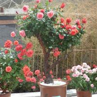 莱州格润 树状树形欧月庭院盆栽绿植花卉高杆大花丰花浓香嫁接双色月季花苗玫瑰树牡丹苗 5公分 1公分粗