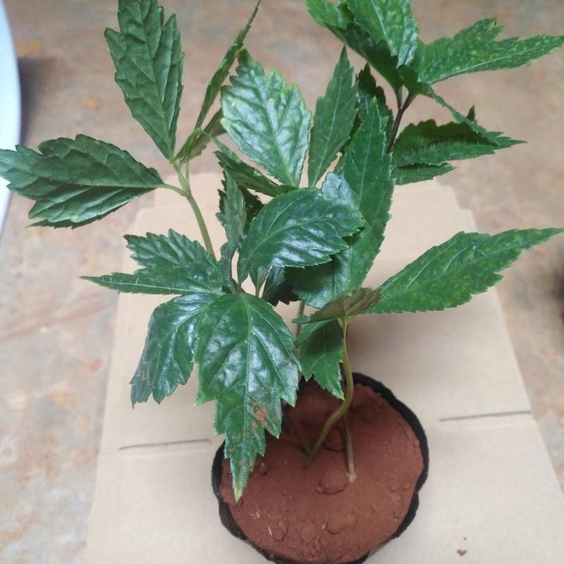 七农直销三七苗云南文山三七苗一年生田七种苗盆栽一年三七苗5棵