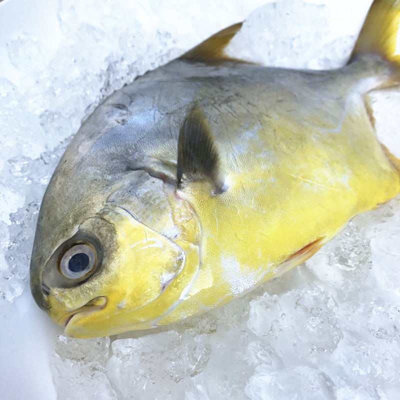 金鲳鱼海鲜水产鲜活新鲜海鱼鲳鱼金昌鱼平鱼冷冻 [2斤