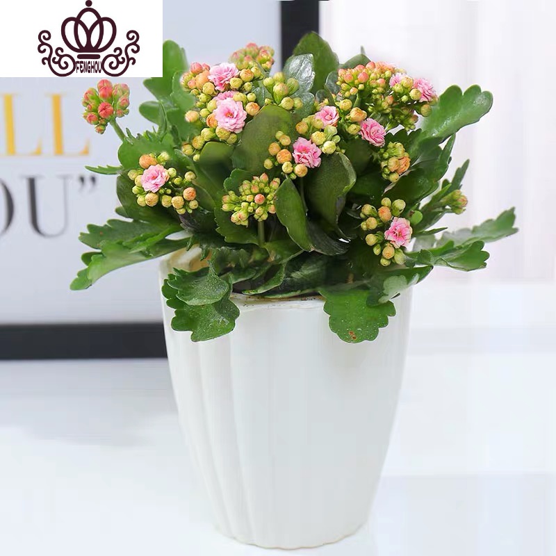 封后长寿花盆栽花卉植物室内花绿植绿巴黎长寿花重瓣大花四季开花花苗水粉带花 肥料 花瓣懒人盆 含盆参数配置 规格 性能 功能 苏宁易购