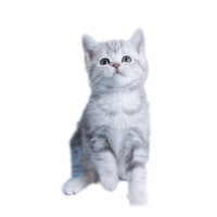 美短银虎斑猫 美短银虎斑猫 美短银渐层美短猫 美国短毛猫幼 猫美短虎斑猫咪 幼崽