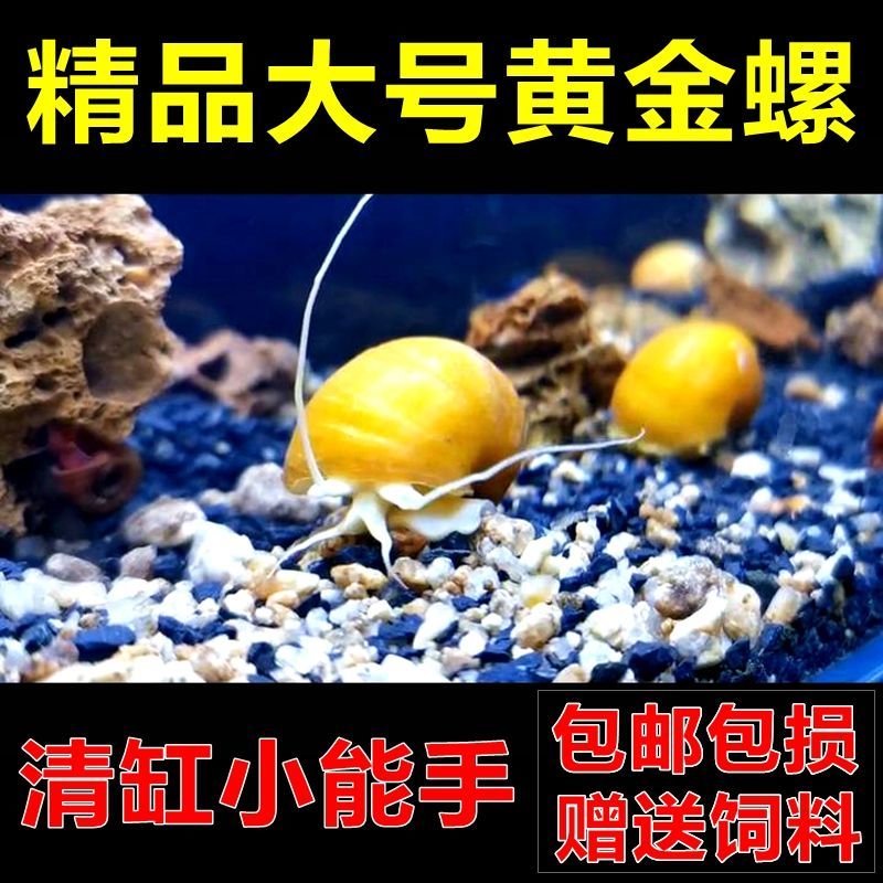 黄金螺观赏螺鱼缸清洁除藻螺草缸工具螺水族淡水宠物