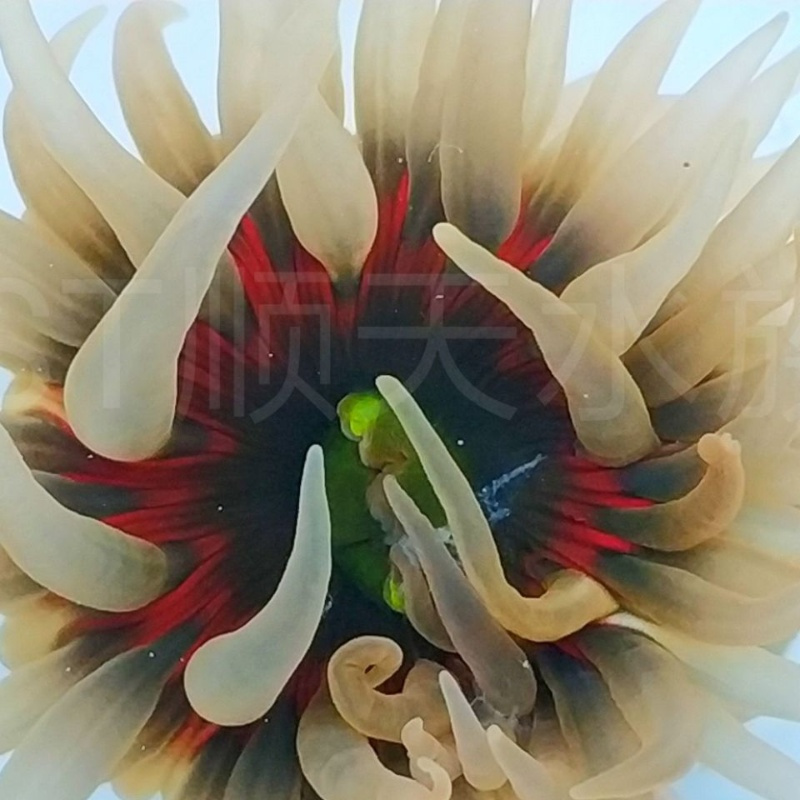 海葵活体 珊瑚活体 绿疣海葵 海水 海缸造景 装饰 海水饲养 全开3-4厘米1只(赠寄居蟹)