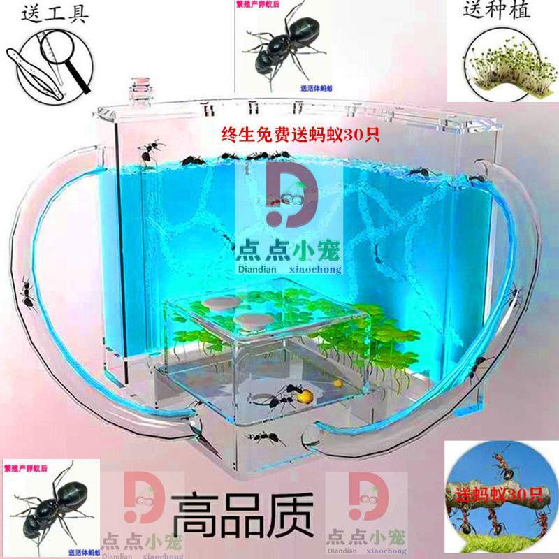 中号蚂蚁工坊(送10只蚂蚁) 生态蚂蚁工坊城堡养蚂蚁不死)蚁巢庄园别墅农场宠物蚂蚁生日礼物