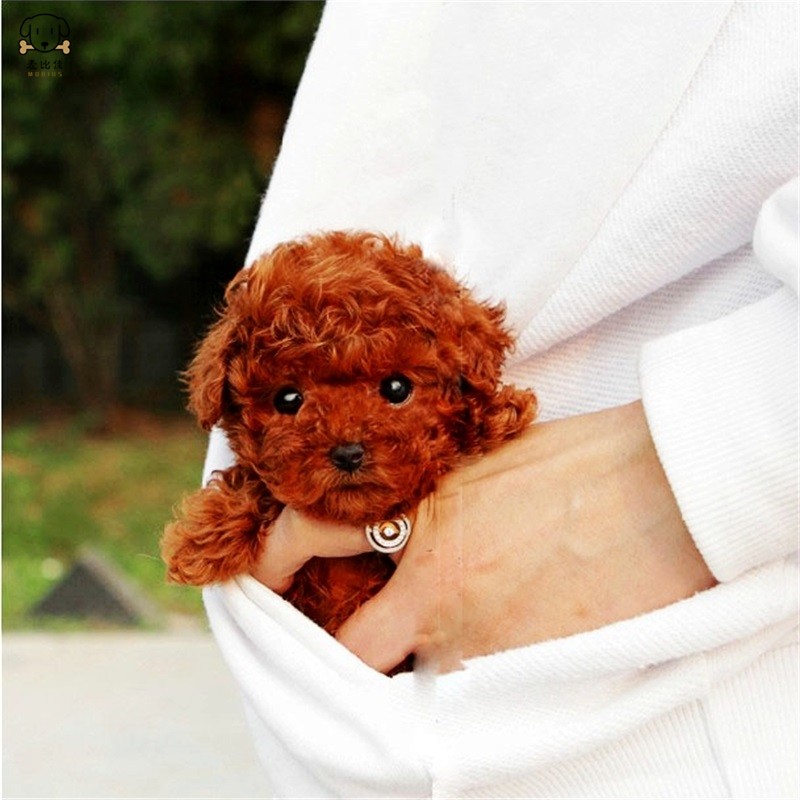 麦比佳 宠物泰迪犬幼犬狗狗活体 纯种血统级小体茶杯 泰迪贵宾犬 迷你玩具型微小体卷毛贵宾犬茶杯犬视频挑选高清大图