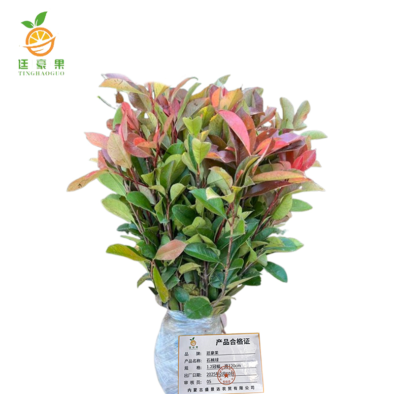 廷豪果 碧桃 冠幅100-120cm /棵高清大图