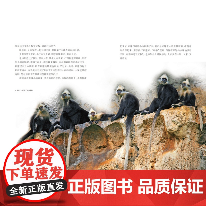 探秘喀斯特精灵 白头叶猴科考实录
