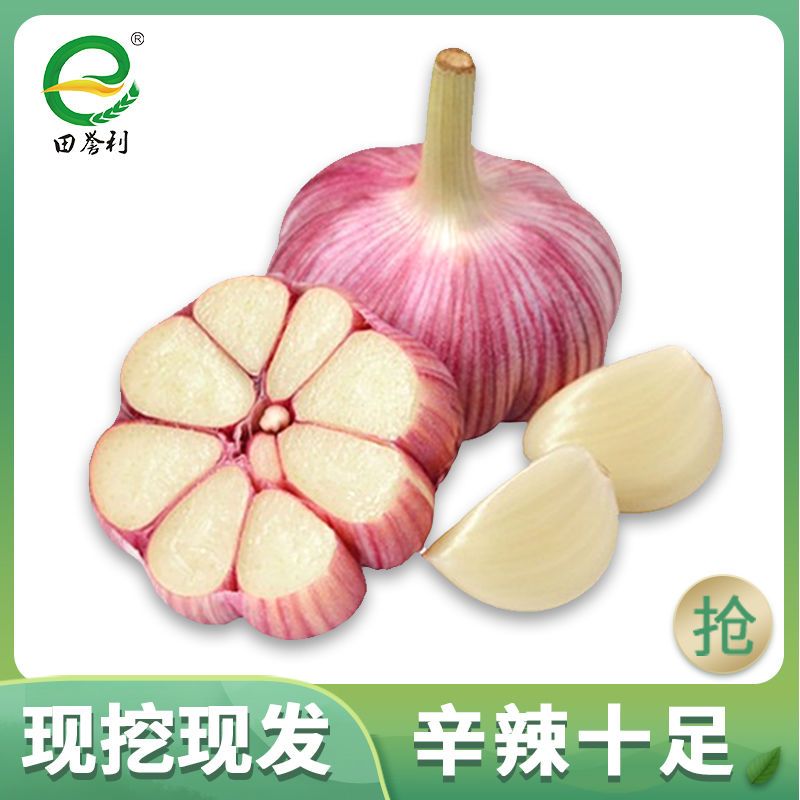 2斤中小果 河南新蒜新鲜大蒜紫皮精选10斤2斤紫皮大蒜头批发鲜蒜腌制糖醋蒜甘鲜生