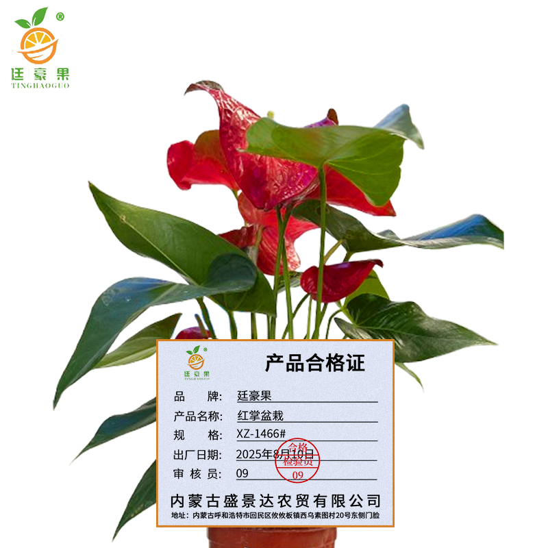 廷豪果 红掌盆栽 XZ-1466# /盆高清大图