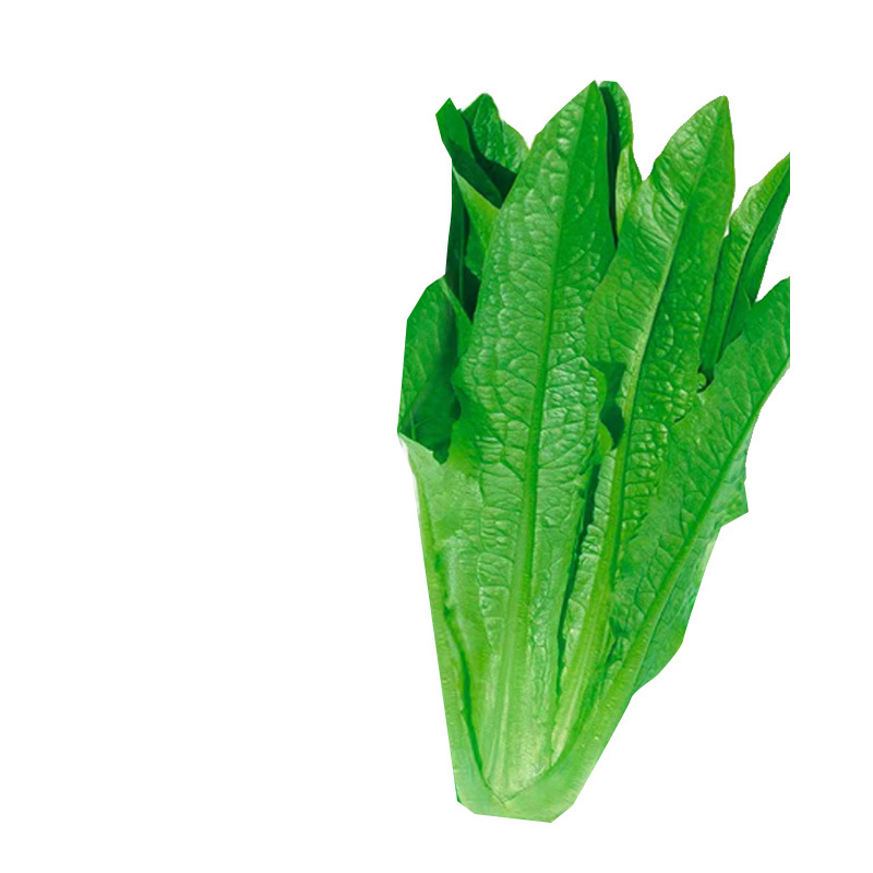 好润青四季油麦菜种子1000粒袋装