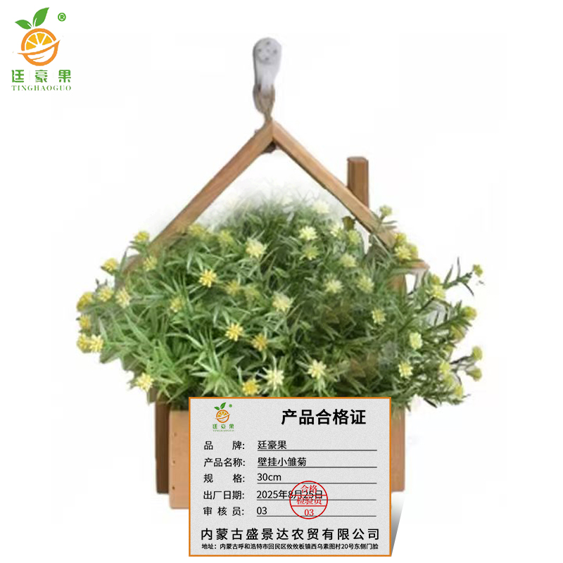 廷豪果 壁挂小雏菊 30cm /盆高清大图