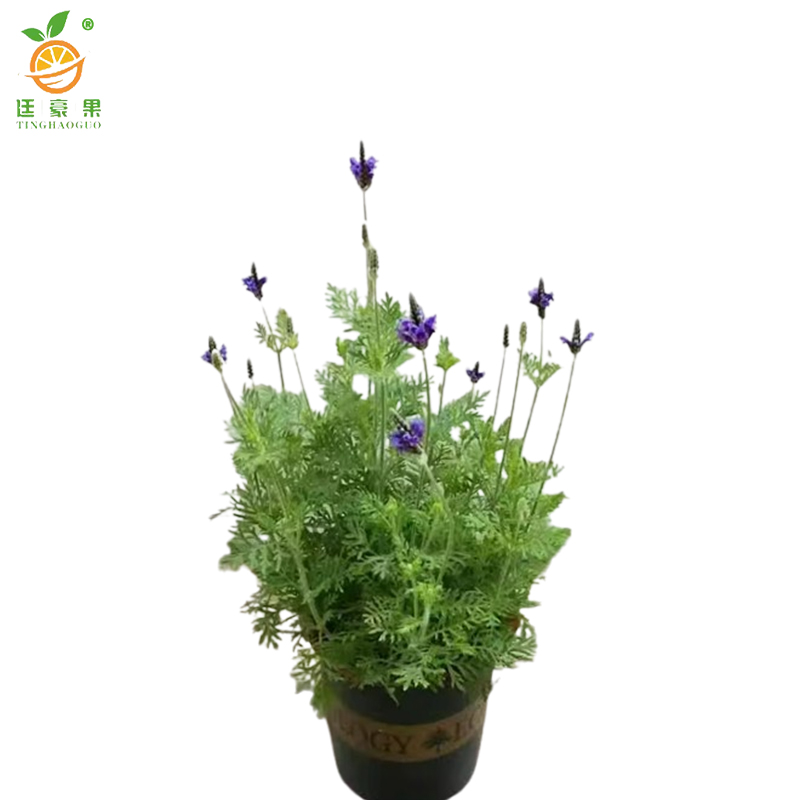 廷豪果 薰衣草 杯苗 /根高清大图