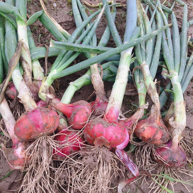 湖北农家自种新鲜洋葱本地露天蔬菜红皮紫皮圆葱小洋葱5斤混装云南紫皮洋葱带箱新鲜洋葱头农家自种蔬菜红皮葱特产批发