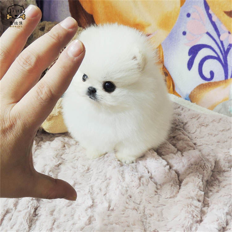 麦比佳狗狗活体 纯种博美犬幼犬活体宠物狗狗哈多利系球体博美狗 玩具型博美犬茶杯犬长不大博美日系俊介犬高清大图