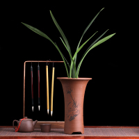 兰花苗可选带花苞报岁墨兰企剑企黑春节开花花开浓香花期长花卉绿植植物盆栽墨兰企黑3苗；裸根不带土