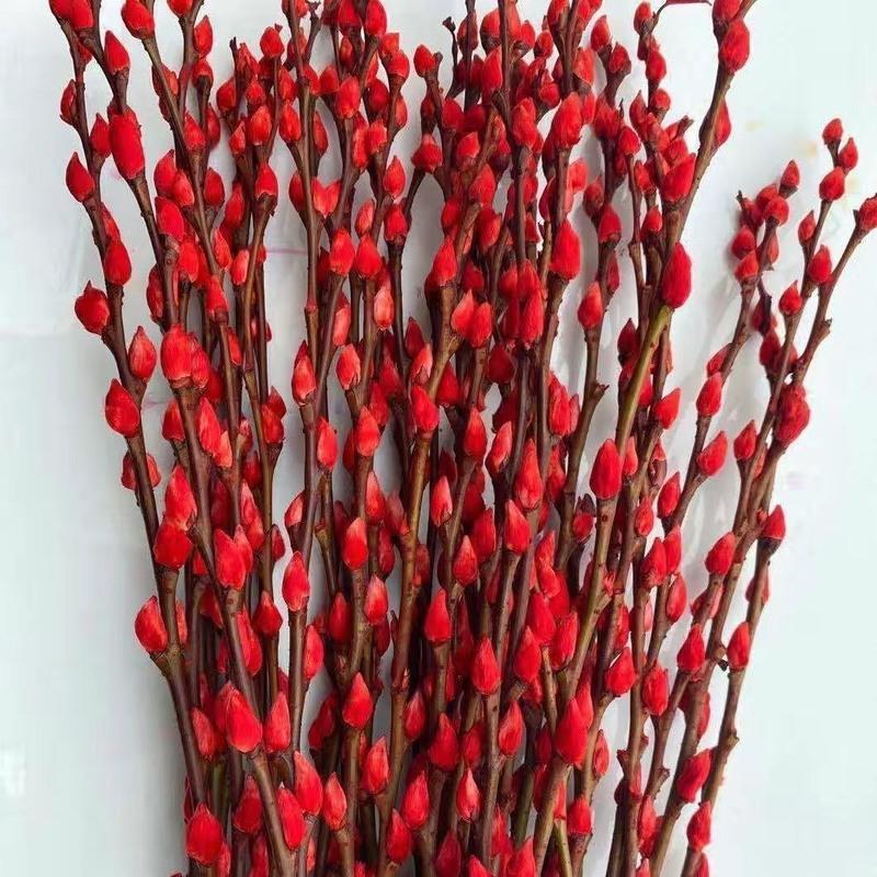 三维工匠新年银柳真花鲜枝室内水培水养盆栽干花卉冬季过年宵装饰植物大红色银柳80厘米30支银柳 挂件3个 报价 参数 图片 视频 怎么样 问答 苏宁易购