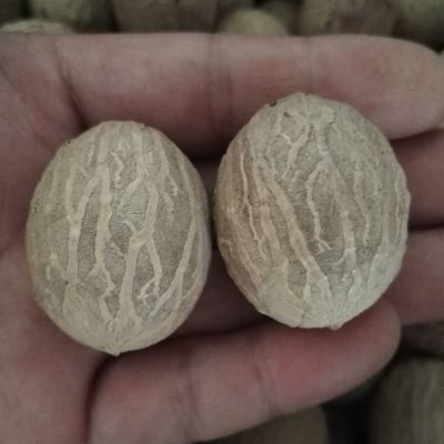 白玉菩提根新款菩提子白果原果直径1130mm菩提根大果原料论斤卖精选