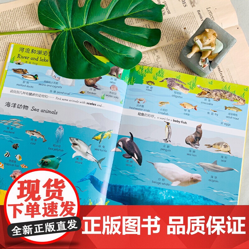 DK儿童双语词汇1000 英语绘本启蒙幼儿少儿 美国教育顾问专业指导双语词汇宝典 支持小达人点读笔 轻轻松松学英语高清大图