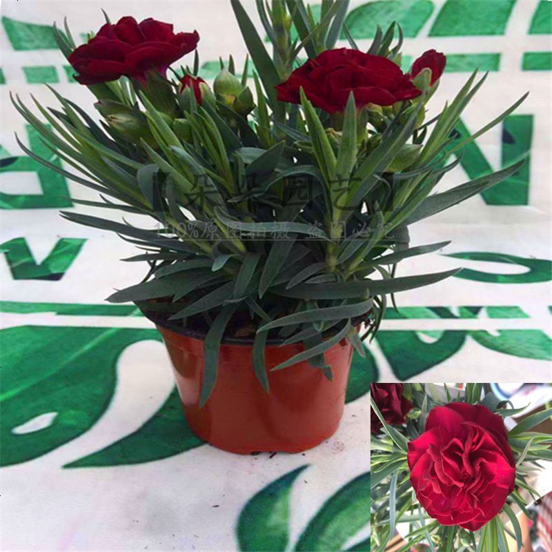 年宵花卉康乃馨绿植盆栽室内观花植物四季懒人植物带花苞耐寒盆栽