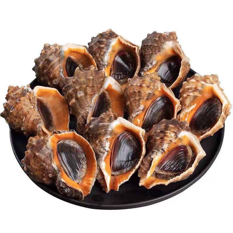 赛卡伊海鲜螺类鲜活特大海螺贝壳类非花螺壳薄肉多