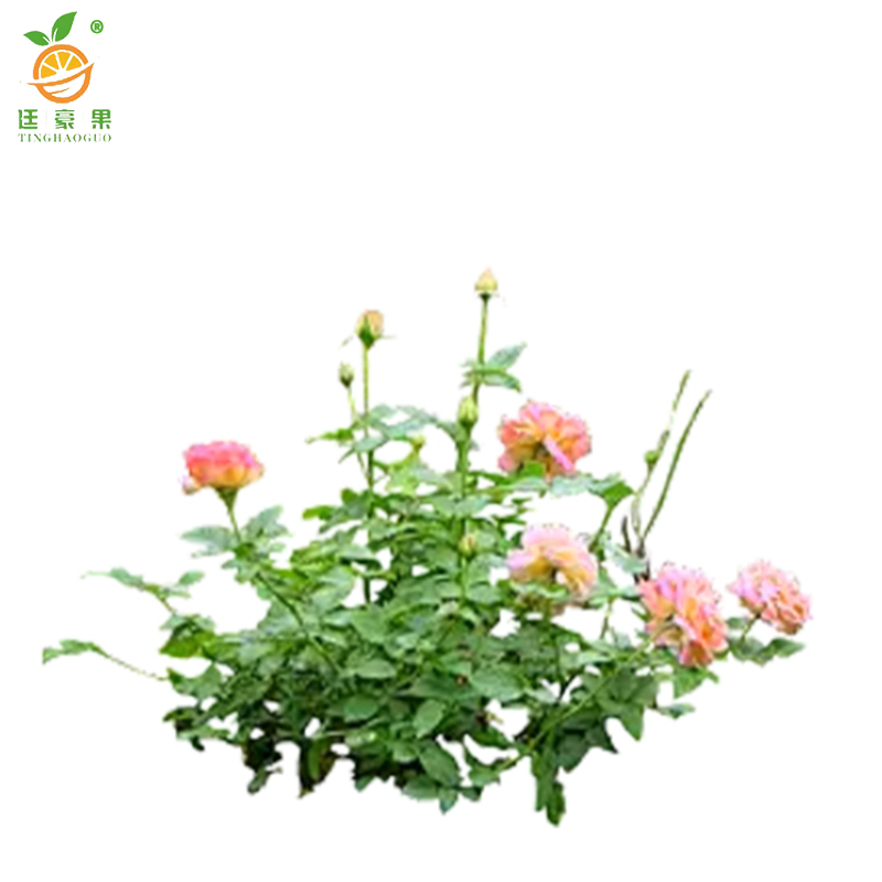 廷豪果 四季花 红粉黄 /颗高清大图