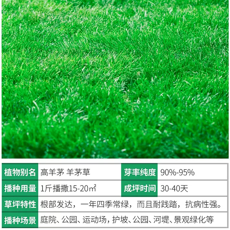 草坪草籽护坡高羊茅四季常青庭院地毯草皮绿化草种子 高羊茅包衣(5斤)高清大图
