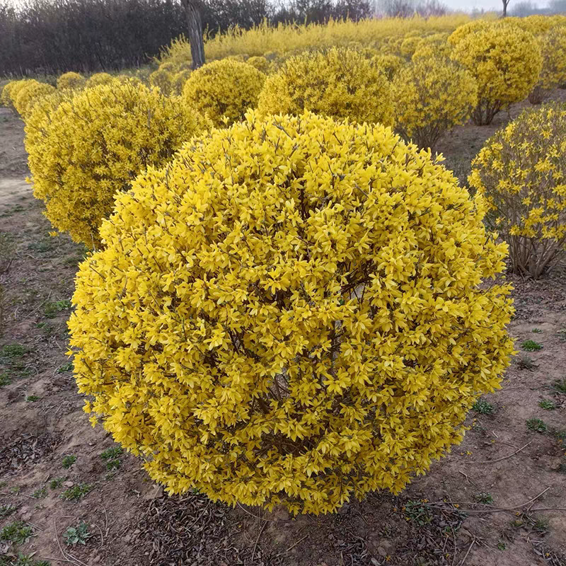 诚智旺 连翘球 冠幅80cm /棵高清大图