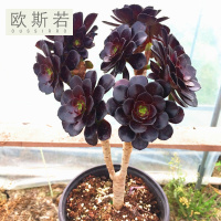 欧斯若（OUSSIRRO）【多品种黑法师老桩】多肉植物玫瑰法师绿法欧紫羊法师铜壶韶羞 25cm圆叶法师老桩