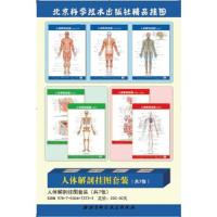 人体解剖挂图套装 9787530473733 正版 刘荣珍 北京科学技术出版社
