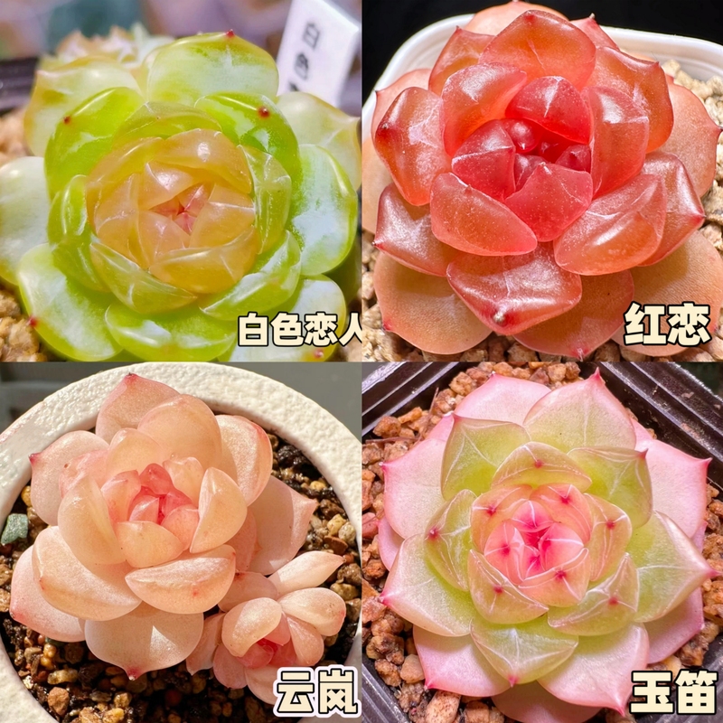 【补贴10%】新款多肉植物盆栽组合侧影纯爱红蜻蜓新手好养耐寒办公肉肉防辐射 白恋3cm+红恋3cm+云岚3cm+玉笛3cm