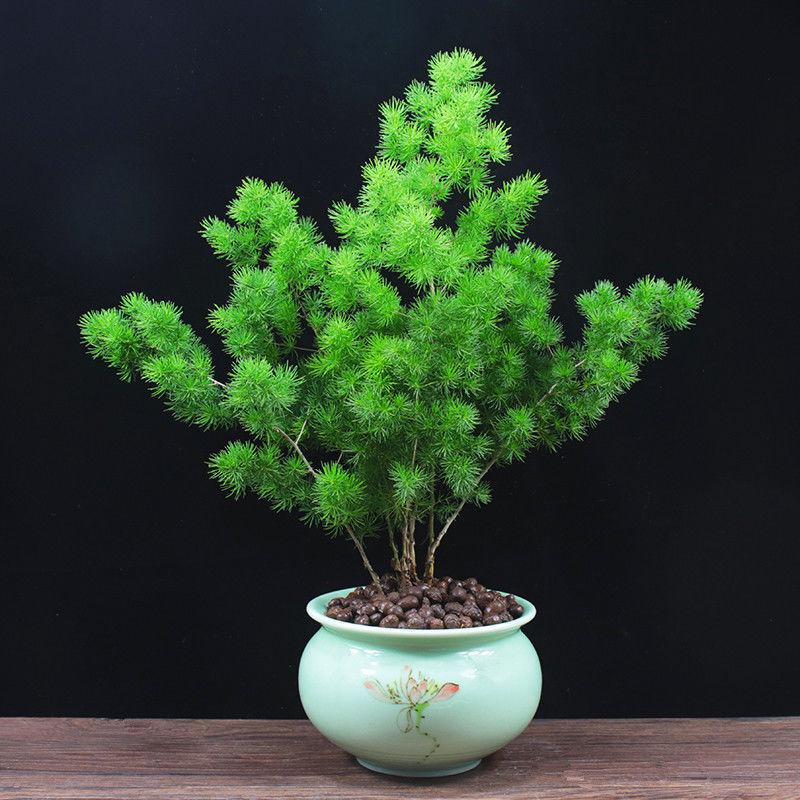 悦芳华蓬莱松盆栽四季常青招财植物办公室内外花卉客厅好养盆景桌面