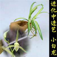 正品下山兰花春兰进化矮种兰花苗办公桌绿植花卉盆栽1苗代表1件，所以几苗拍几件不含盆