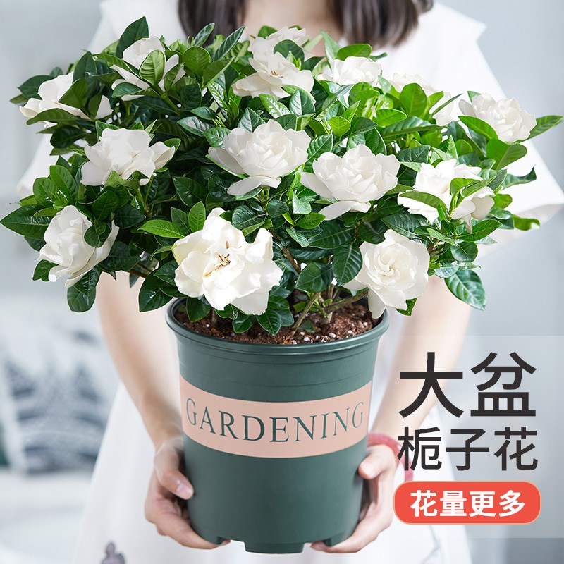 [补贴10%]栀子花盆栽九里香水培茉莉花卉绿植物室内四季开花客厅大型绿箩高清大图