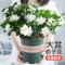 [补贴10%]栀子花盆栽九里香水培茉莉花卉绿植物室内四季开花客厅大型绿箩