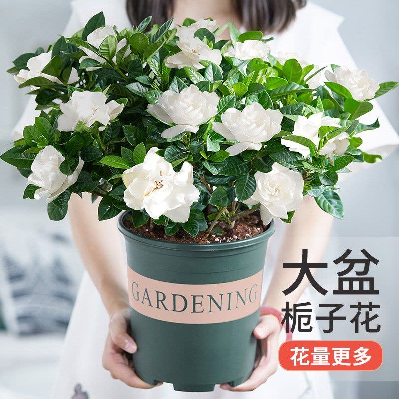 [补贴10%]栀子花盆栽九里香水培茉莉花卉绿植物室内四季开花客厅大型绿箩图片