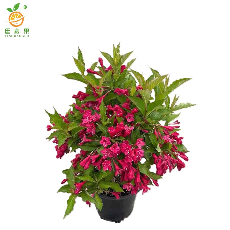 廷豪果 锦带球 冠幅50cm /棵高清大图