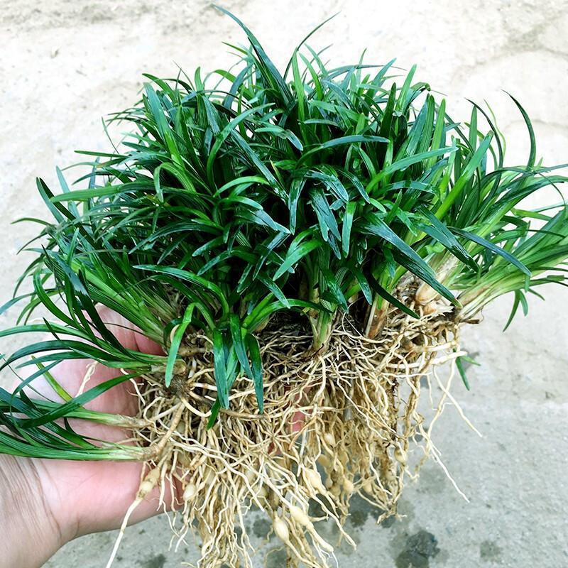 麦冬草苗日本玉龙草矮麦冬草坪庭院别墅草平植物四季常青园林绿化麦冬