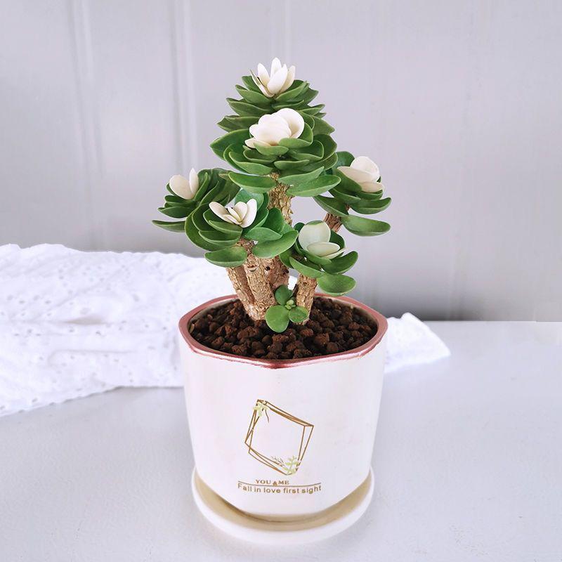 多肉植物含盆 报价行情 排行 品牌 参数 怎么样 图片 商家 苏宁易购