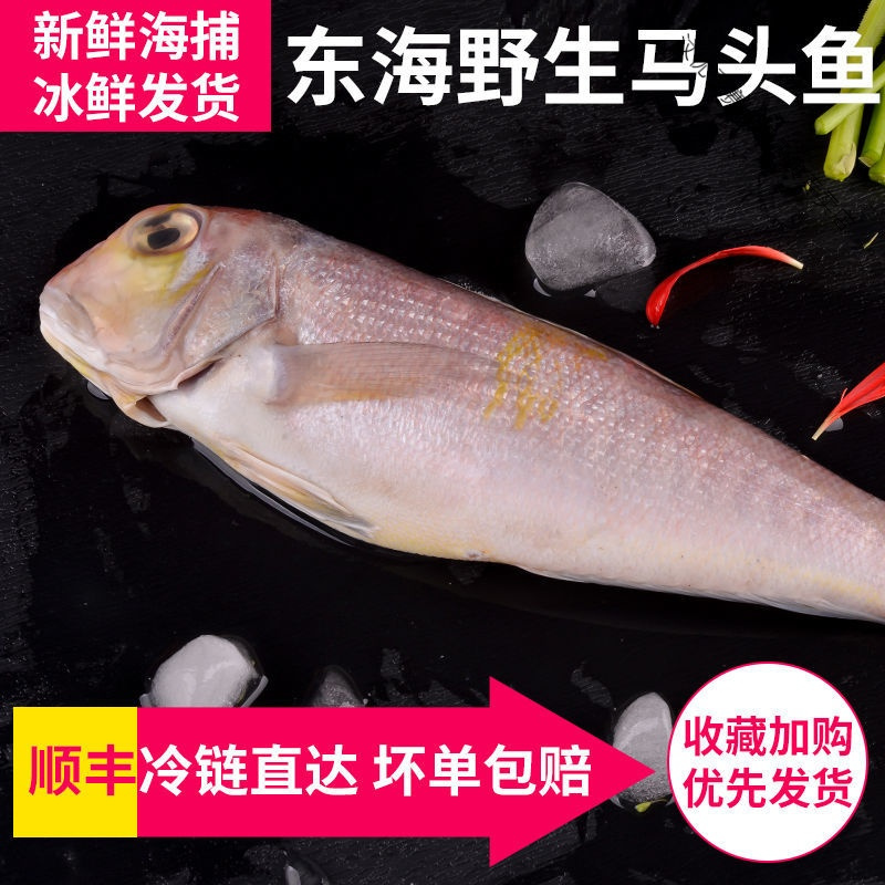 新货深海鱼马头鱼甘鲷新鲜斧头鱼鲜活冷冻方头鱼海鲜2斤尝鲜价报价 参数 图片 视频 怎么样 问答 苏宁易购