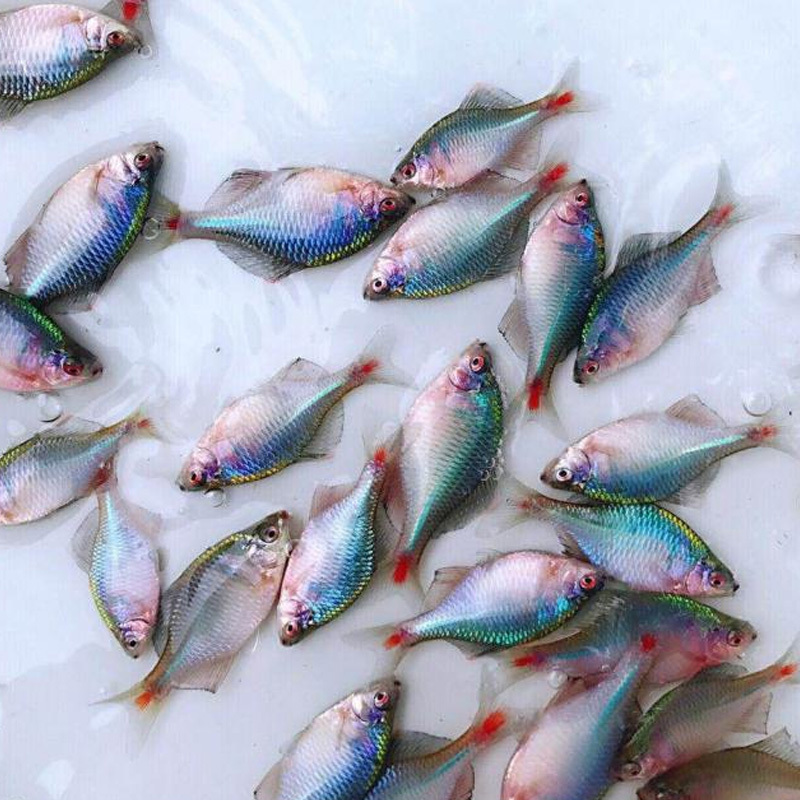 河蚬12cm10个送5个鳑鲏鱼旁皮鱼观赏鱼冷水鱼原生鱼除藻鱼练手鱼