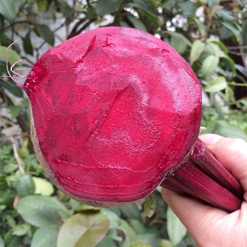 新鲜甜菜根2500g现挖甜菜头紫菜头红菜头红甜菜紫菜红甜菜鲜蔬菜农家