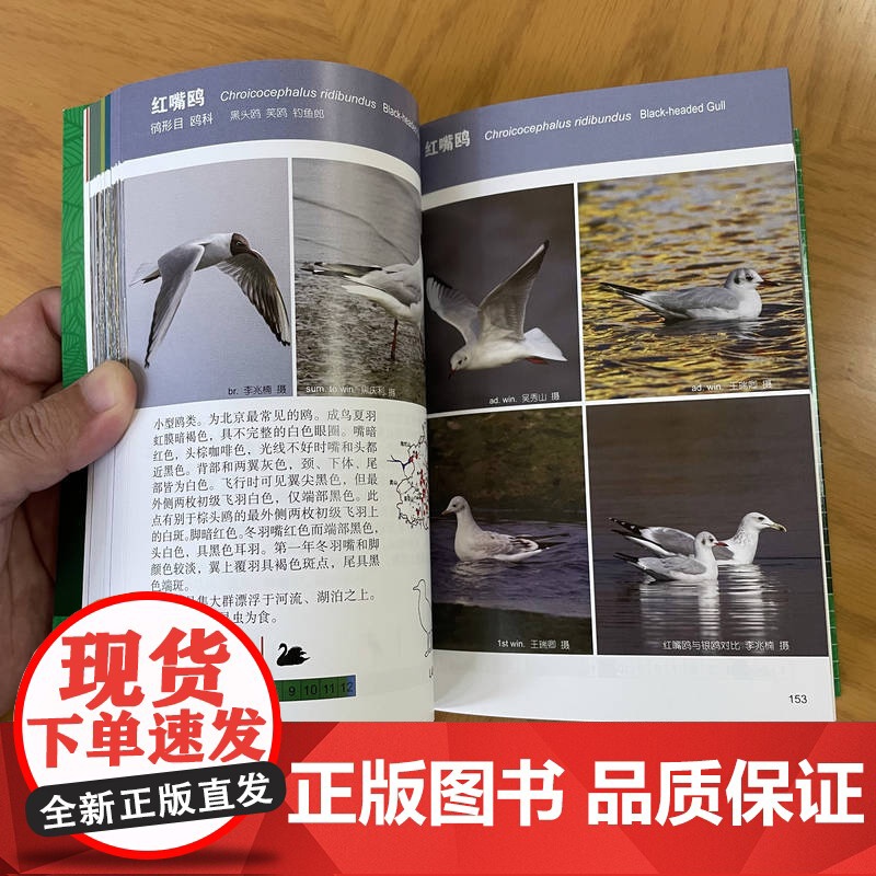 正版 北京常见野鸟图鉴 李兆楠 王瑞卿 李强 科普 北京 观鸟 9787111749417 机械工业出版社高清大图