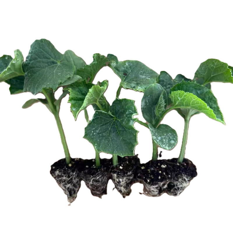 东方能展 盆栽 蔬菜瓜果苗备注瓜果蔬菜名称棵