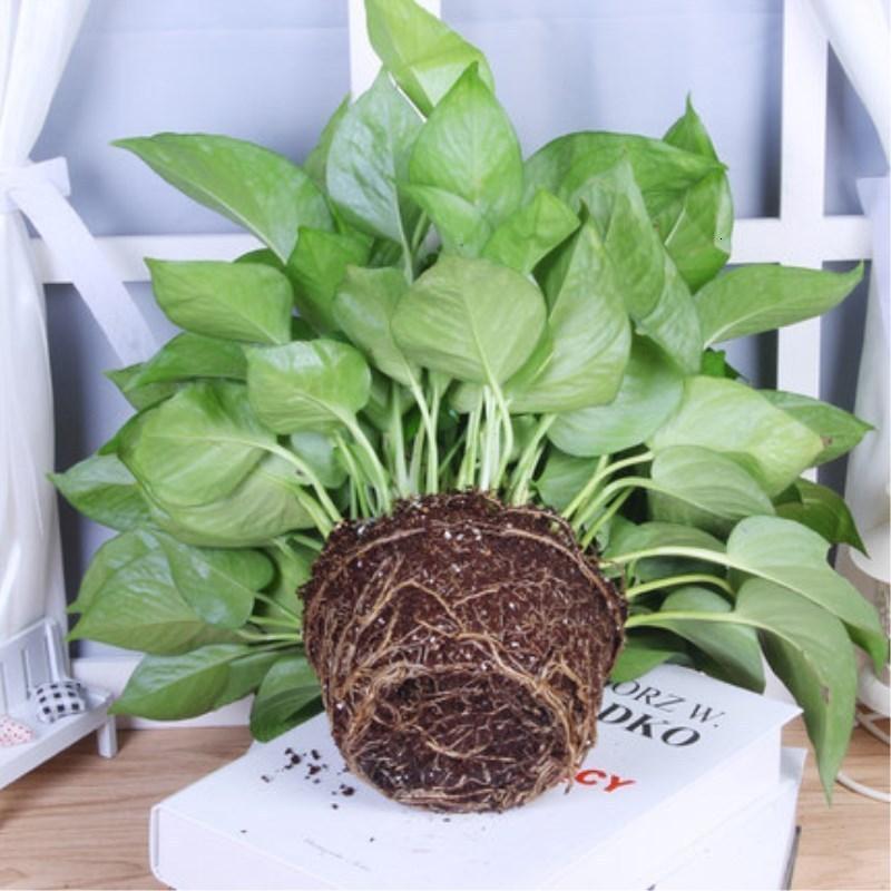 大绿萝室内吸除甲醛兰花卉绿植绿箩抗雾霾小盆栽植物红色六角绿萝株20株自动吸水盆绿萝