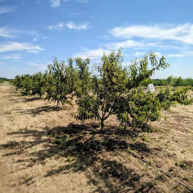 诚智旺 桃树 3年苗/棵高清大图