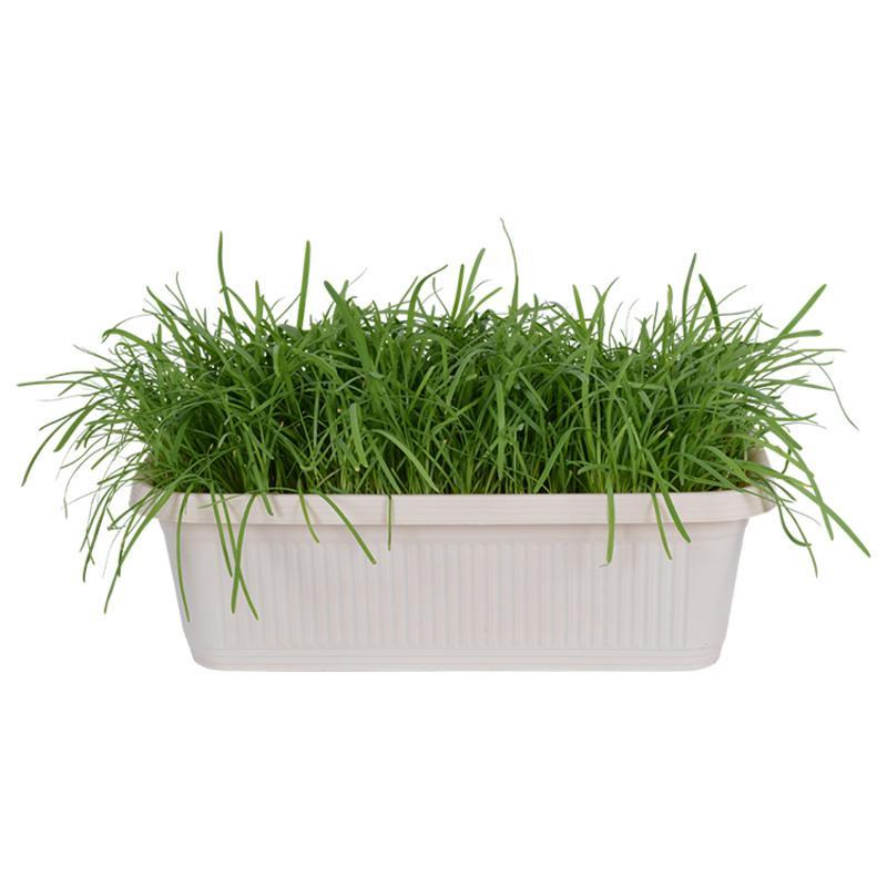 韭菜苗现挖紫红根大宽叶韭菜根四季韮菜韭菜种子籽盆栽蔬菜苗 新韭菜种子50克[只限今日]