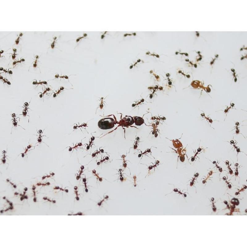 1后30工 广大头蚁 同巢繁殖 蚁后越养越多 宠物蚂蚁活体 大头蚁