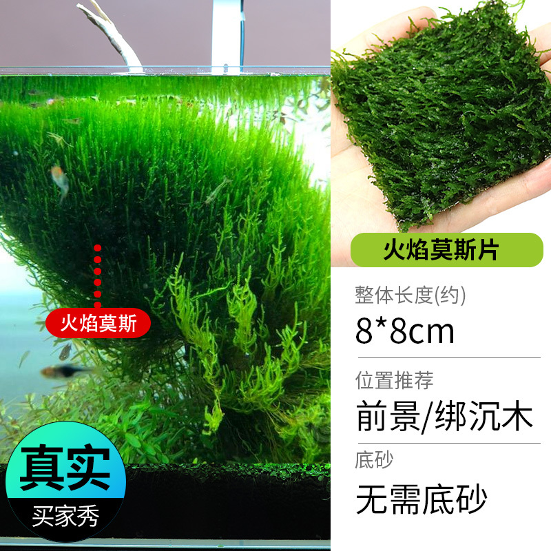 鱼缸造景莫斯沉木水榕无土植物懒人增氧真水草趴地矮珍珠陀草