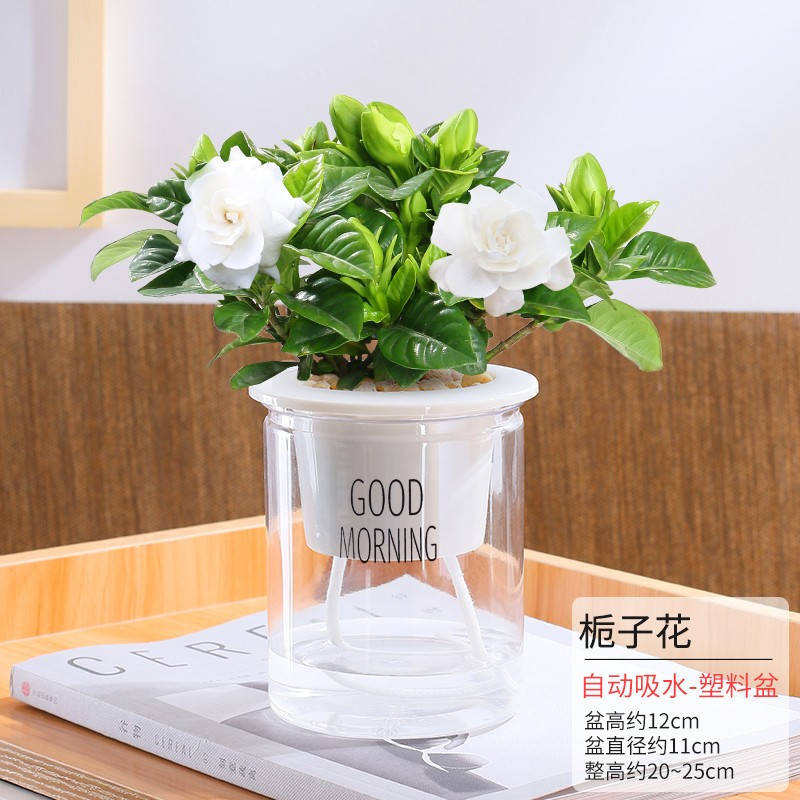 发财树盆栽花卉室内栀子花绿萝文竹办公室文竹小绿植多肉植物
