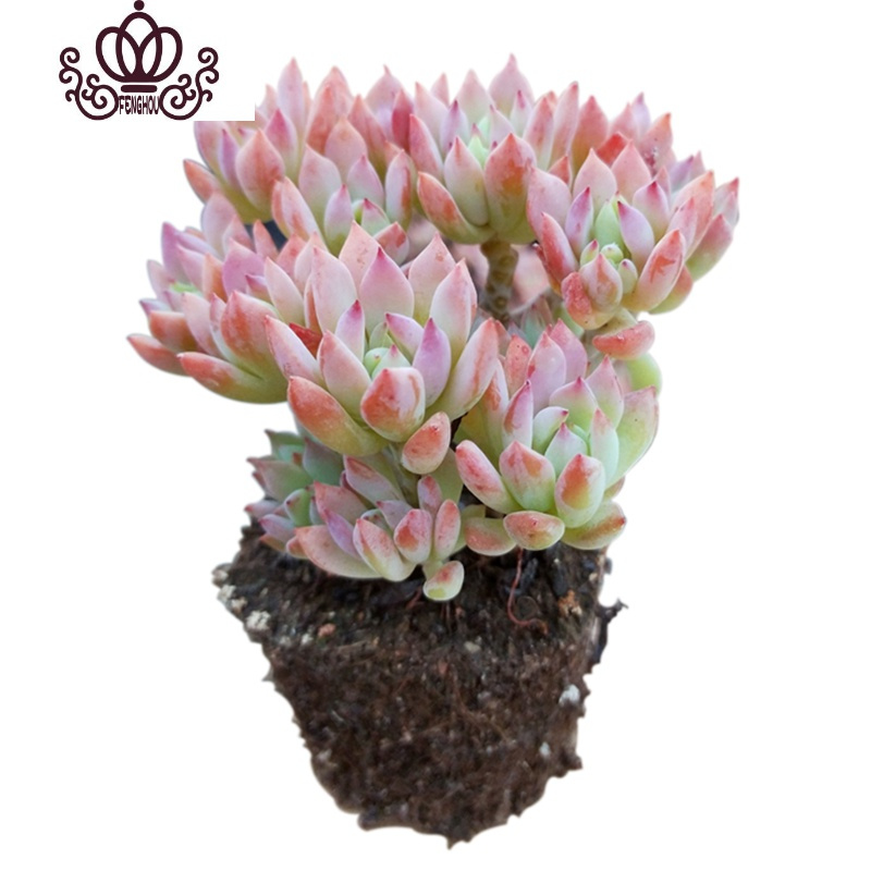 封后超大巨型多肉植物老桩稀有品种罕见清棚小贵货广寒宫悬崖庄铁观音带土带塑料盆带盆栽好报价 参数 图片 视频 怎么样 问答 苏宁易购